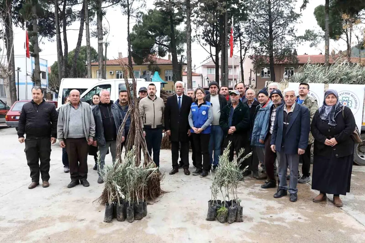 Ula’da dağıtılan zeytin ve ceviz fidanları