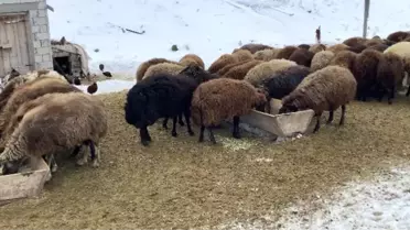 Ağrı’nın Patnos İlçesinde Besiciler, Sert Kışa Rağmen Hayvanlarını Beslemeye Devam Ediyor