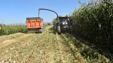 Kaba yem üretim sahası