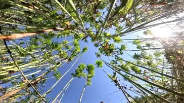 Samsun’da Kenevir Üretimi İçin Başvuru Süreci Açıklandı