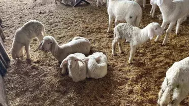 Buldan’da Koyun Doğumları Çiftçilerin Yüzünü Güldürdü