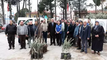 Ula’da Tarımın Yeşil Desteği: Zeytin ve Ceviz Fidanları Dağıtıldı