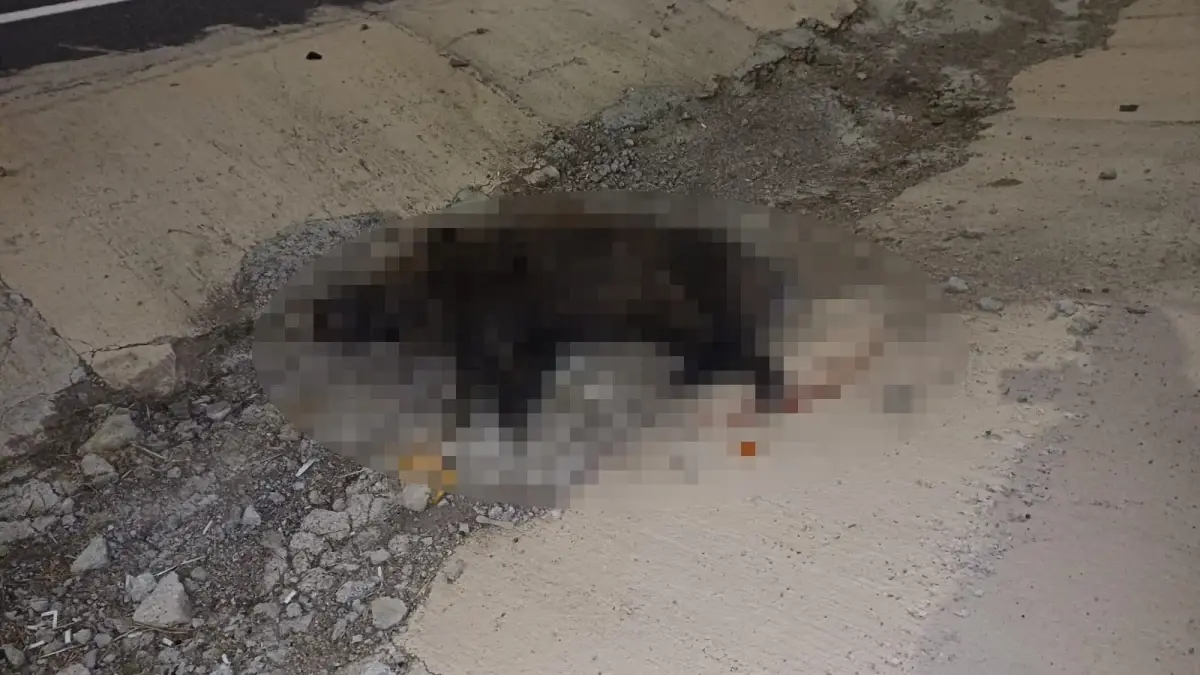 Konya Seydişehir'de Domuza Çarpan Araç Şarampole Yuvarlandı, Sürücü Hayatını Kaybetti