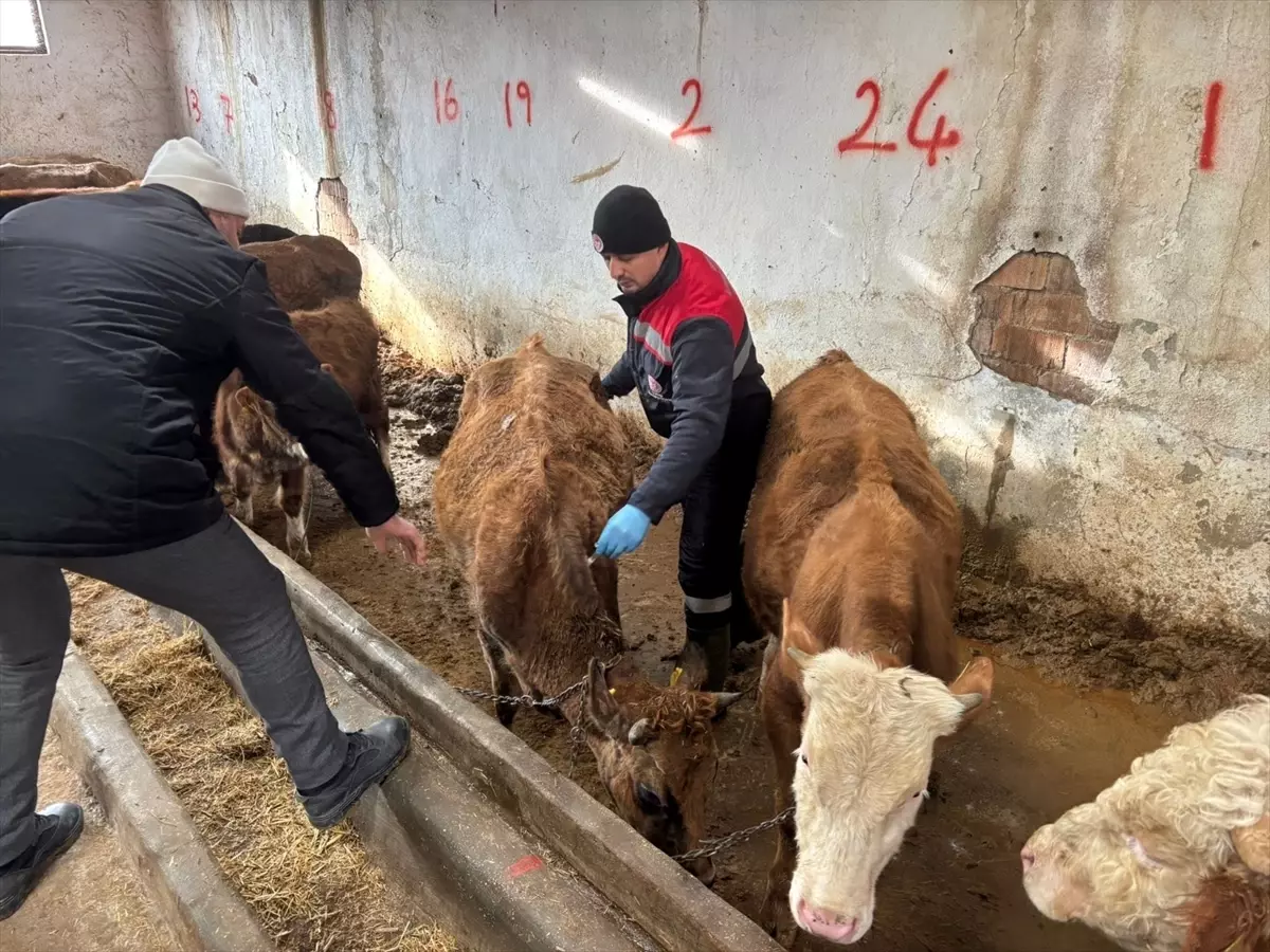 İskilip'te hayvan aşılamaları