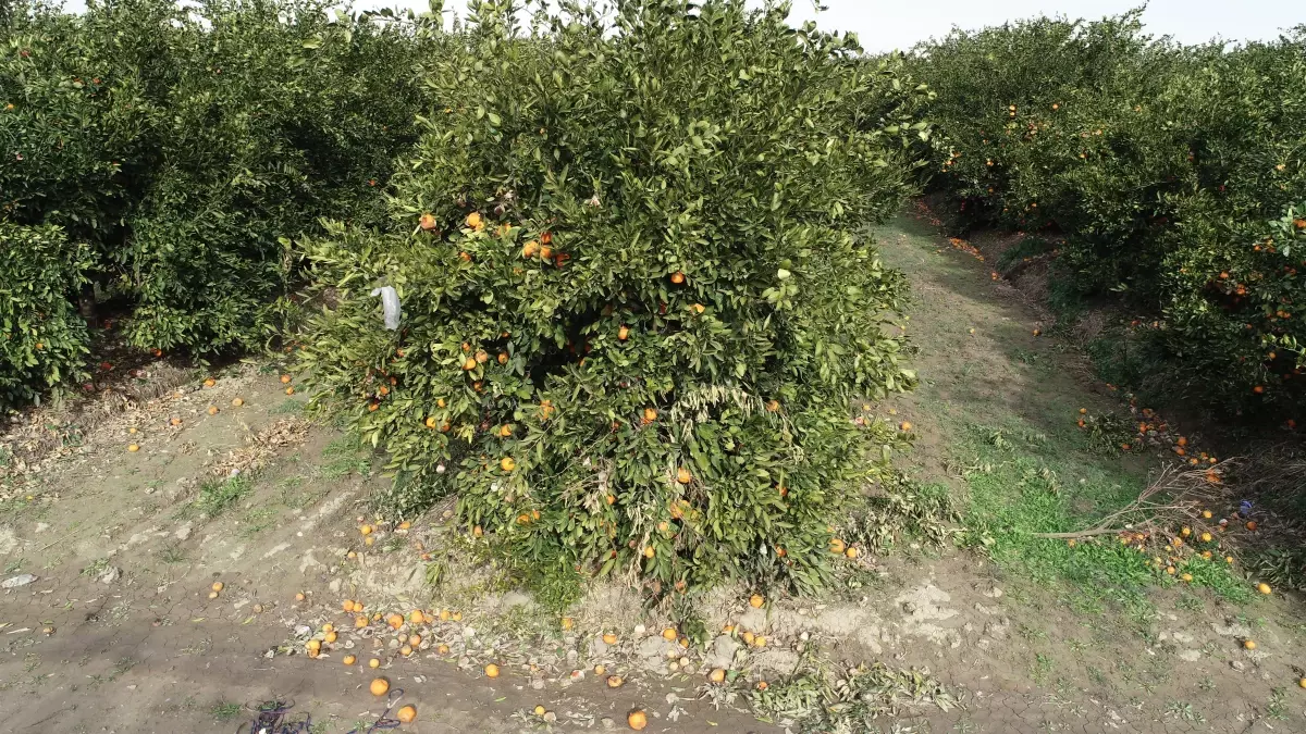 Adana’da Dondurucu Soğuklar Narenciye Bahçelerini Yok Ediyor