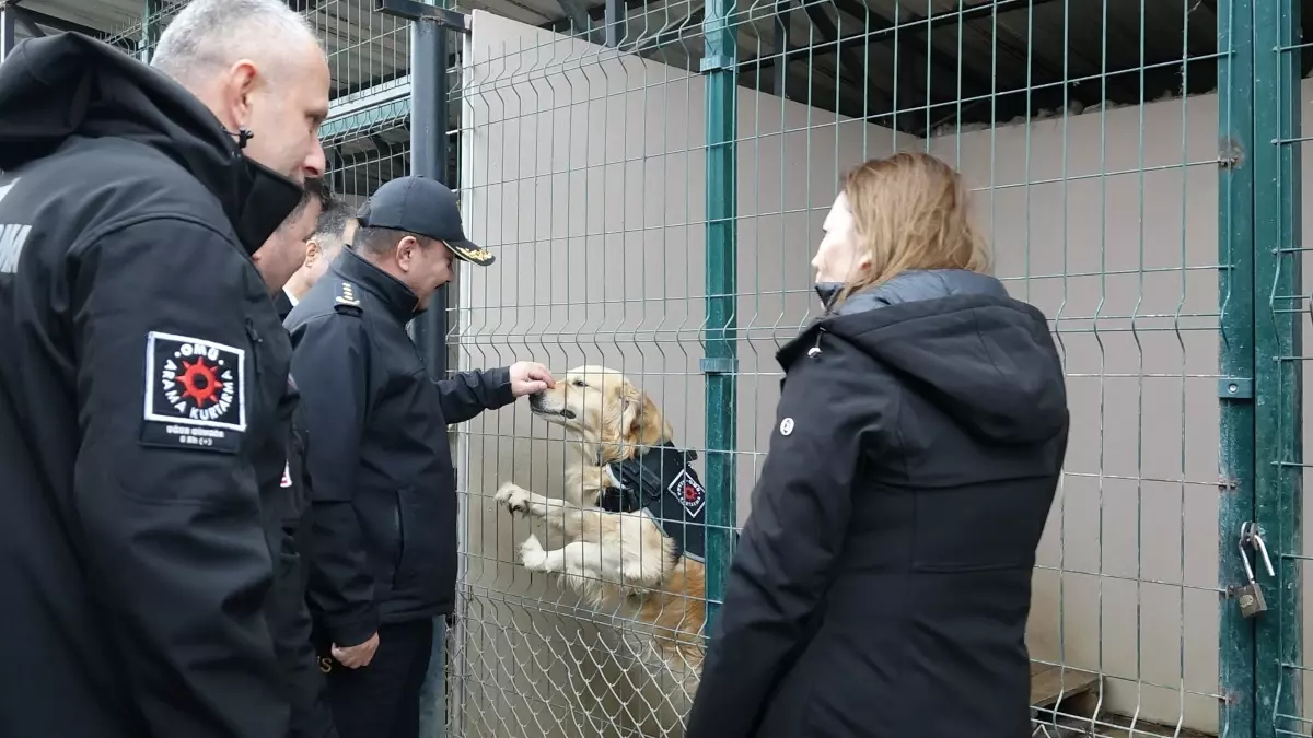 Samsun Emniyetine Yeni Görev Köpeği Pars Geldi: Belçika Malinoisinin Özellikleri
