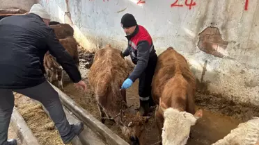 İskilip’te Büyükbaş ve Küçükbaş Hayvanlara Şap ve Brusella Aşıları Sürüyor