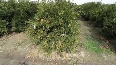 Don felaketi sonrası zarar gören narenciye bahçeleri