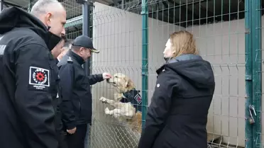 Samsun Emniyetine Yeni Görev Köpeği Pars Geldi: Belçika Malinoisinin Özellikleri