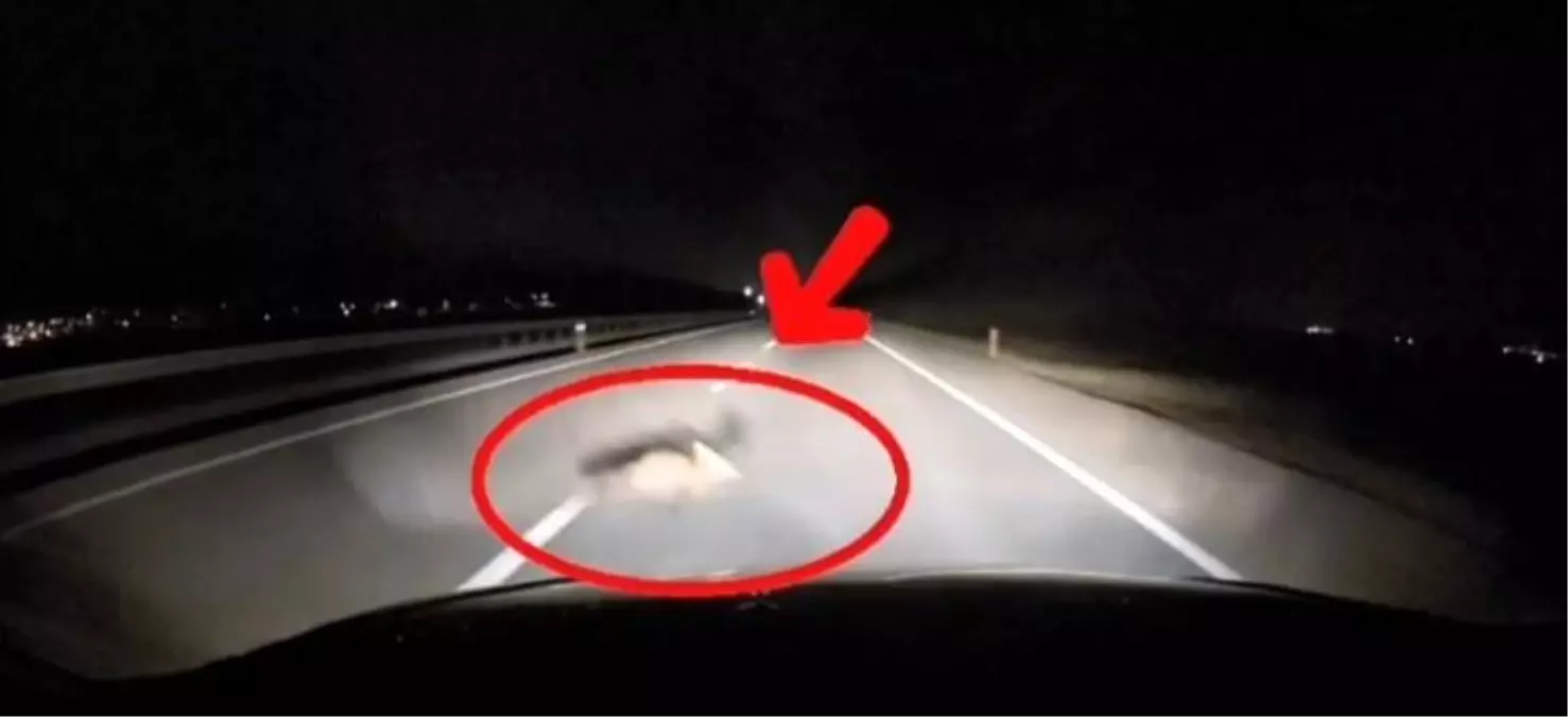 Yolda karşılaşılan tilki ve araç