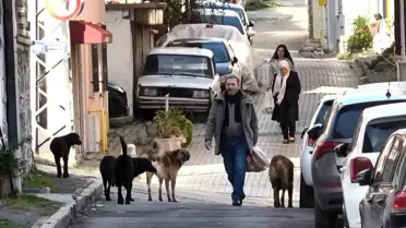 Samsun’da Mezarlık Çevresinde Başıboş Köpek Sürüsü Toplama Ekiplerini Görünce Kaçtı