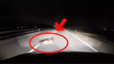 Bandırma‑Karacabey Yolunda Tilkiyle Çarpışma: Sürücünün Hızlı Refleksi Kazayı Önledi