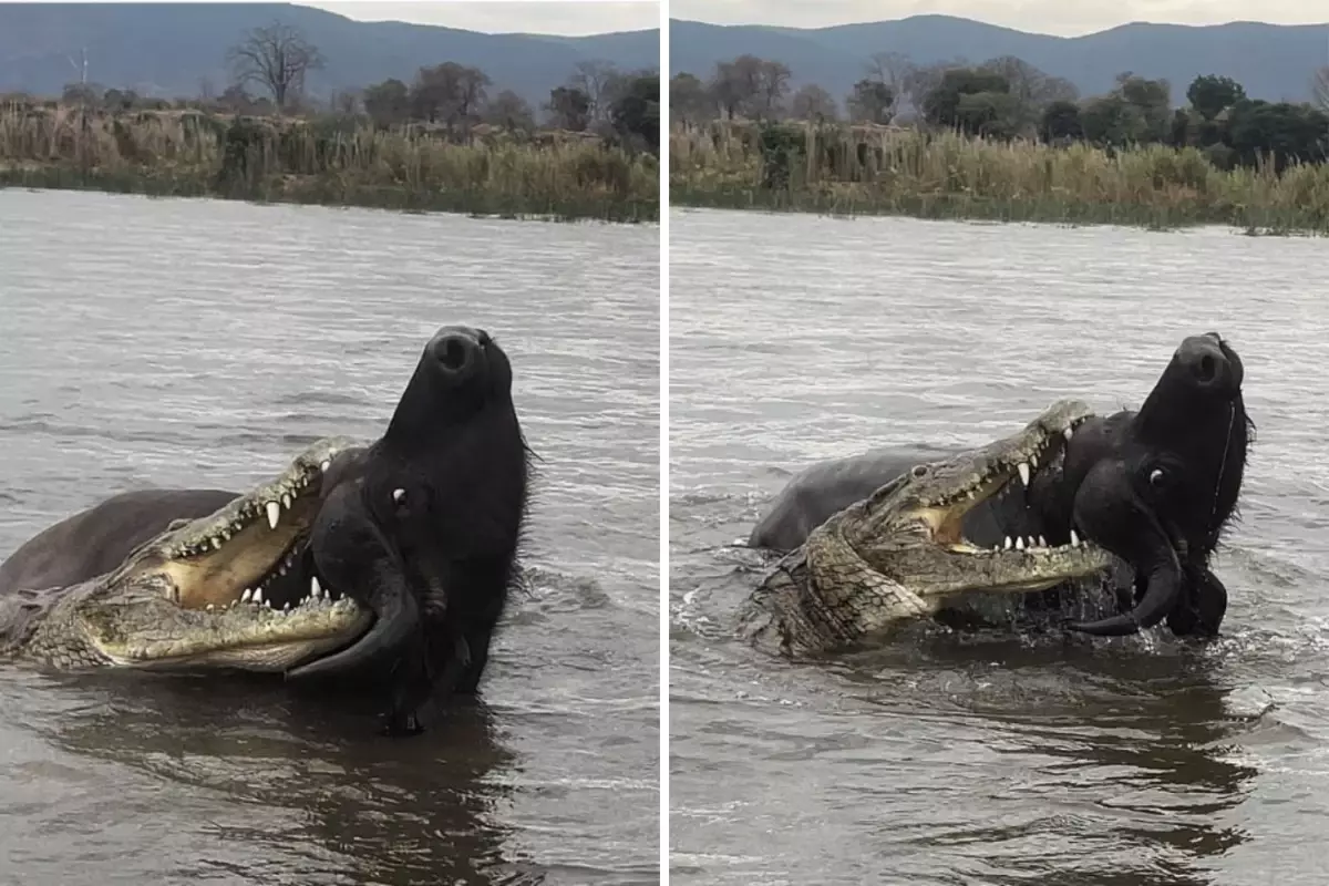 Zambiya Nehri’nde timsah ve bufalo