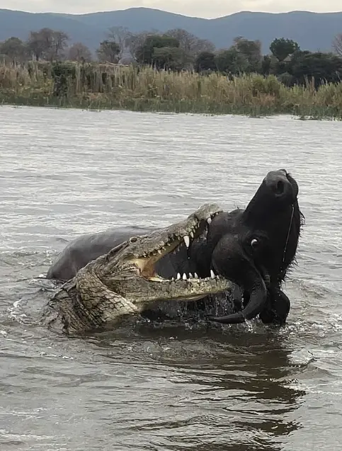 Saldırı sırasında suyun içindeki bufalo