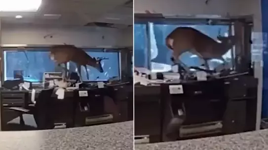 Long Island’ta Banka Alarmını Çalan Yabani Misafir: Bir Geyik