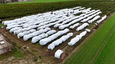 Limon ağaçlarını file ile koruyan çiftçinin bahçesi