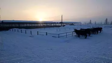 Şarkışla Hayvan Pazarı Kar Yağışı Nedeniyle Geçici Kapatıldı