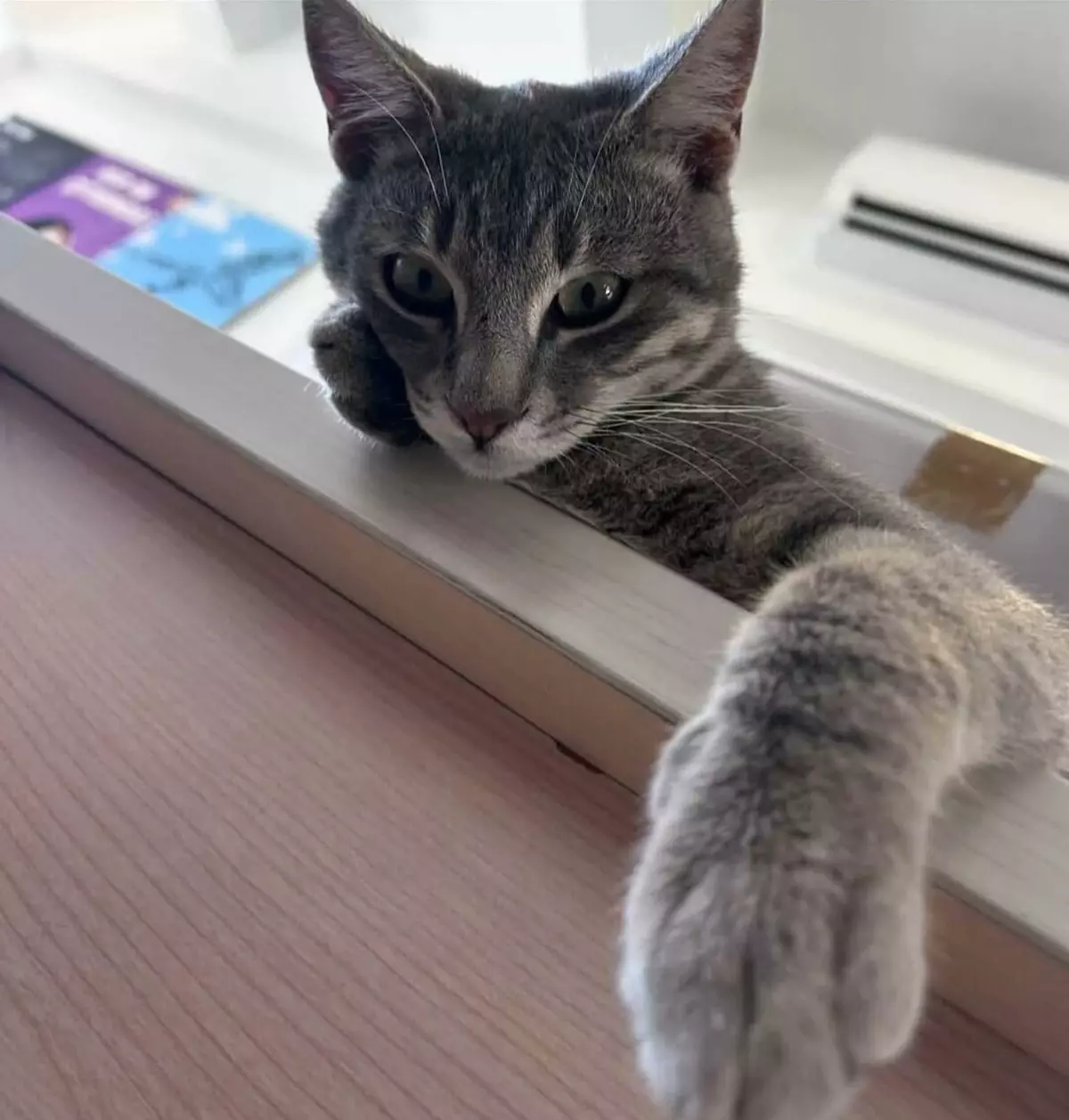 Bodrum’da Sokak Kedisi ‘Duman’, Derisi Yüzülmüş ve Kuyruğu Kesik Şekilde Bulundu