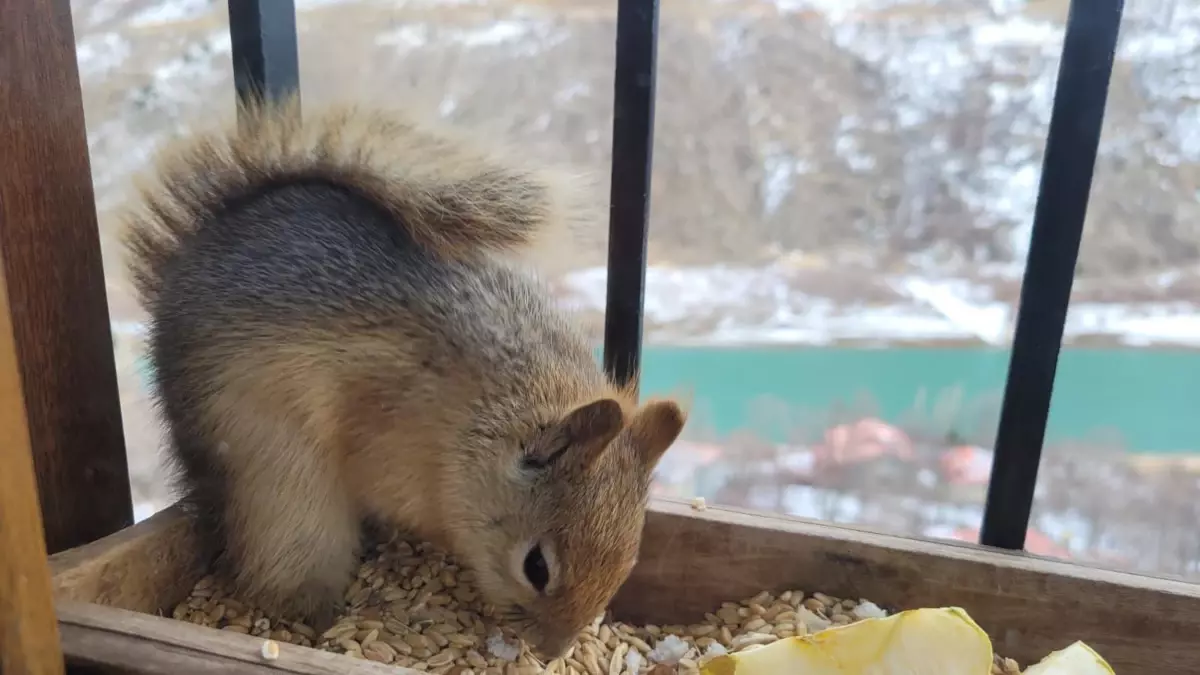 Kemaliye'de Kışın Sıcak Dostluk: Bir Çiftçi ve Sincabın Hikayesi