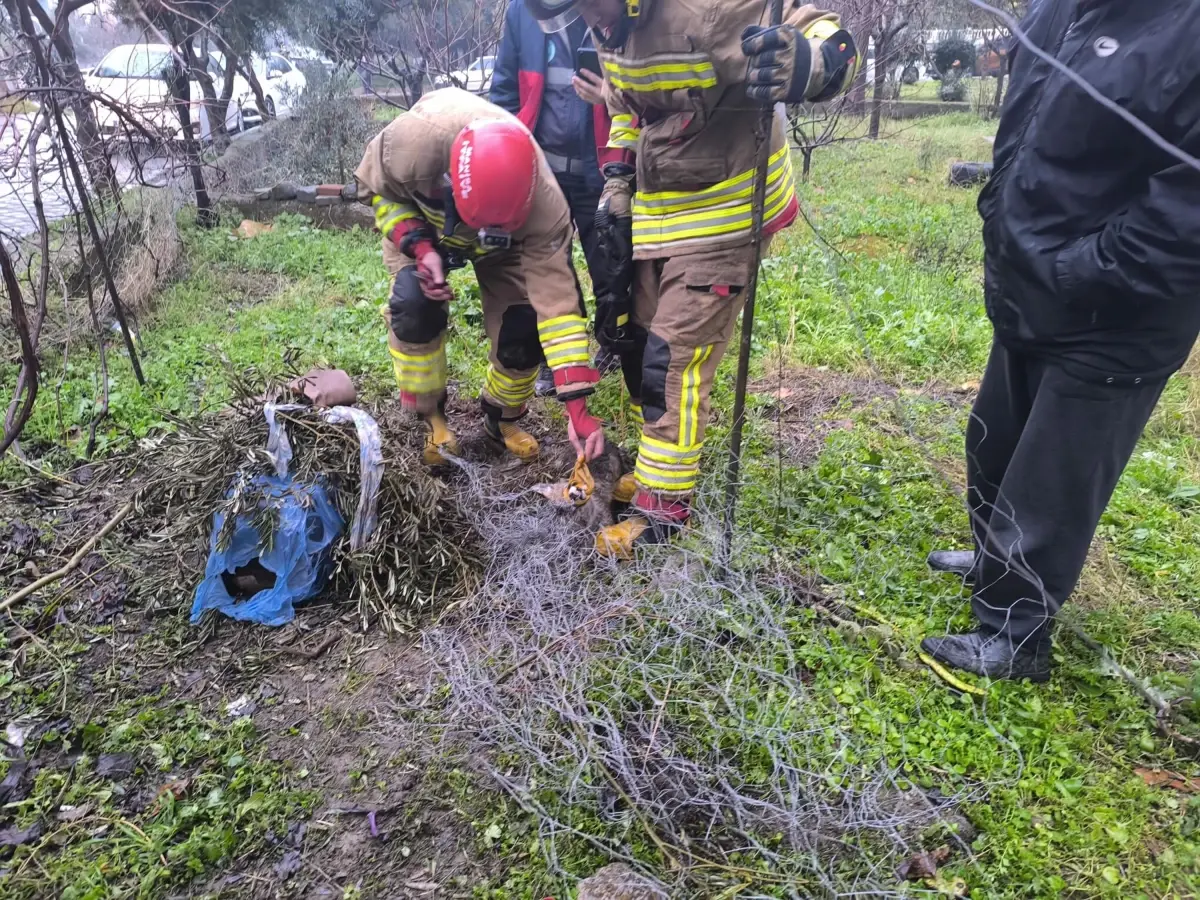 Turgutlu’da Tel Örgüyü Kıran Tilki, İtfaiye Ekiplerinin Hızlı Müdahalesiyle Kurtarıldı
