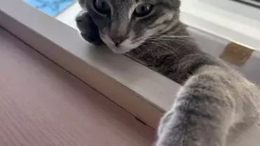 Duman kedisinin yaralı hali