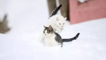 Kışın sokak kedileri için dağıtılan mama