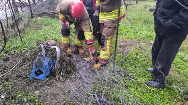 Kurtarılan tilkinin fotoğrafı