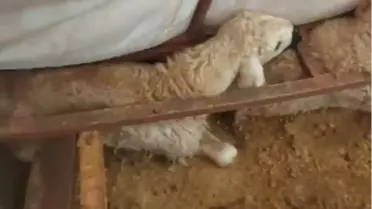 Sivas’ın Hafik İlçesinde Şiddetli Kar Yağışı Çadırı Yıktı, 3 Koyun Öldü, 20 Yaralı