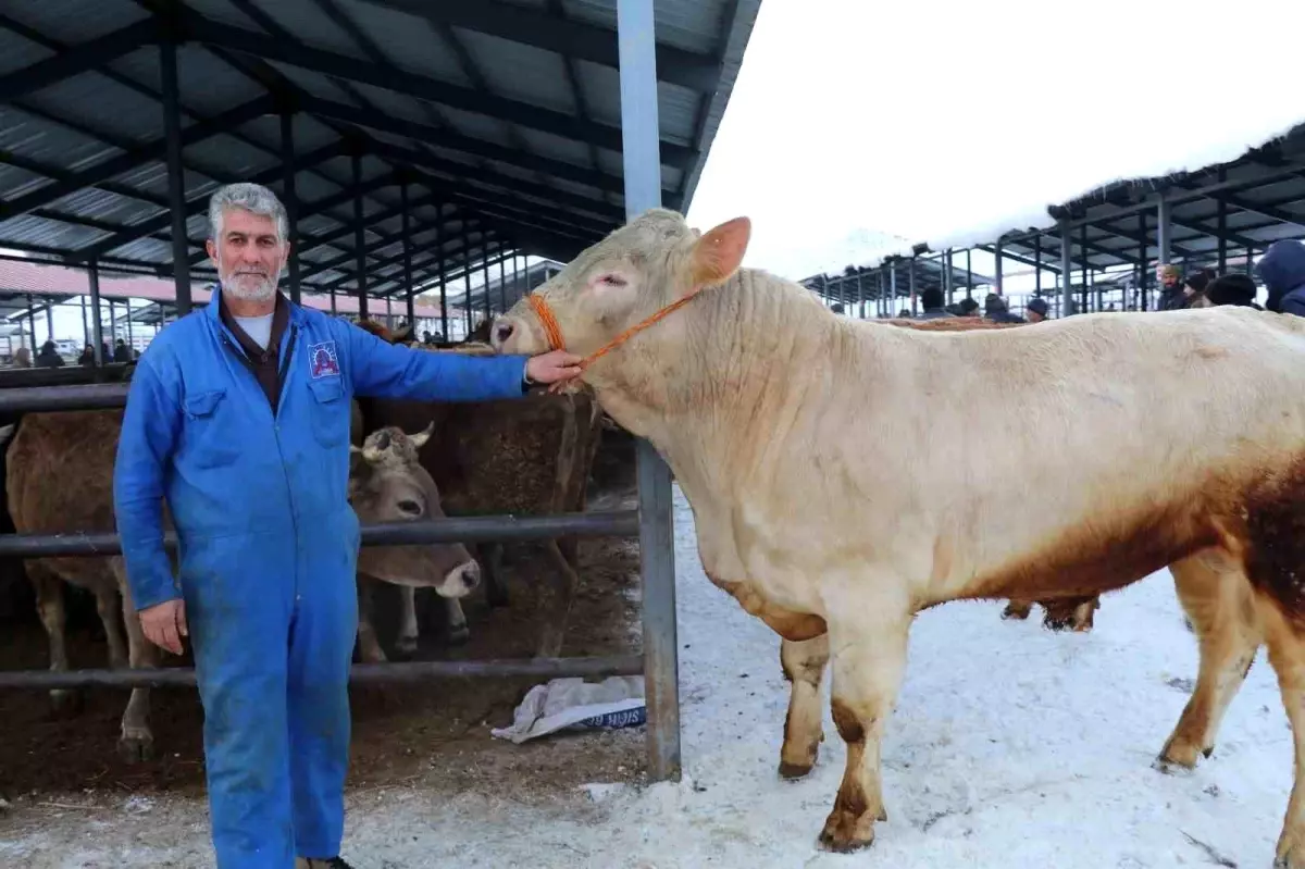 Eksi 15°C'de Oltu Hayvan Pazarı: Soğukta Canlı Alım Satım Coşkusu