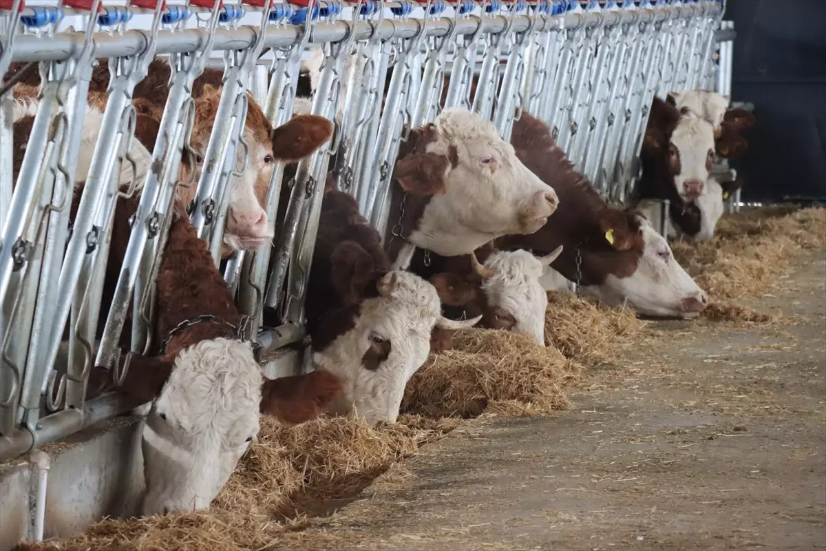 Erzincanlı Girişimci Sezer Andağ'dan Hibe Destekli Modern Hayvancılık Projesi