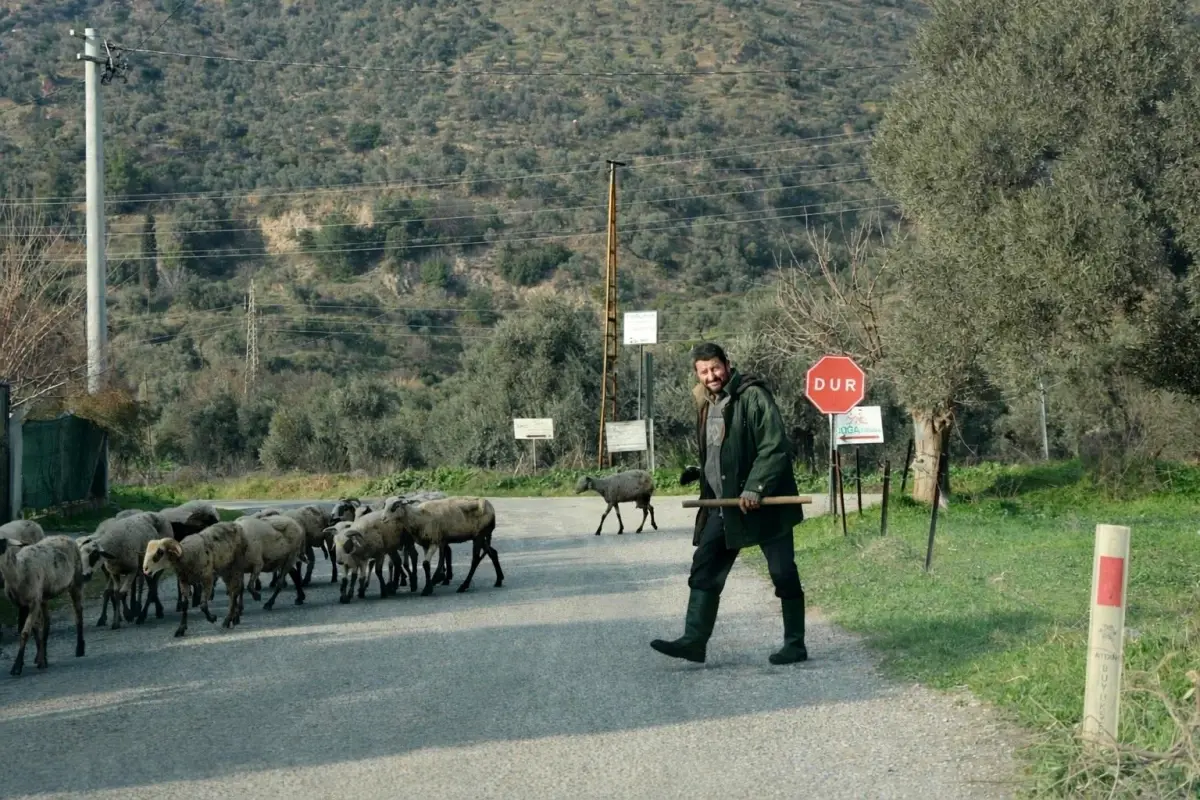 Aydın’da Sıcak Günlerde Koyunlar Serbest Bırakıldı, Çobanlar Kurban Bayramı Hazırlıklarına Başladı
