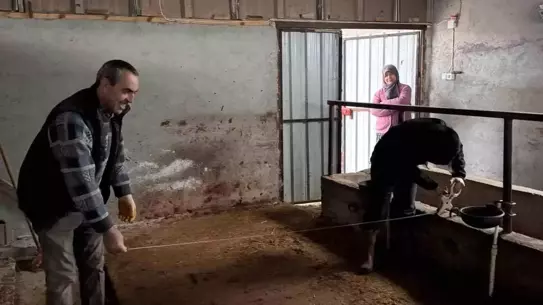 Büyükbaş hayvancılık denetim fotoğrafı