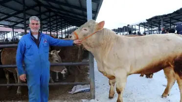 Kışın Oltu Hayvan Pazarı'nda satılan hayvanlar