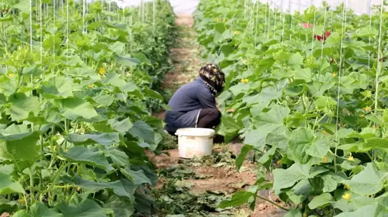 Erzincan’da Kadın Çiftçilere %50 Hibeli Sera Projesi Hayata Geçiyor