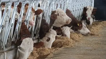 Modern hayvancılık tesisi iç görüntüsü