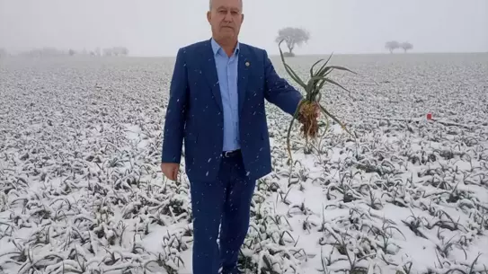 Kar Yağışı Araban Sarımsağının Hasadını Katladı