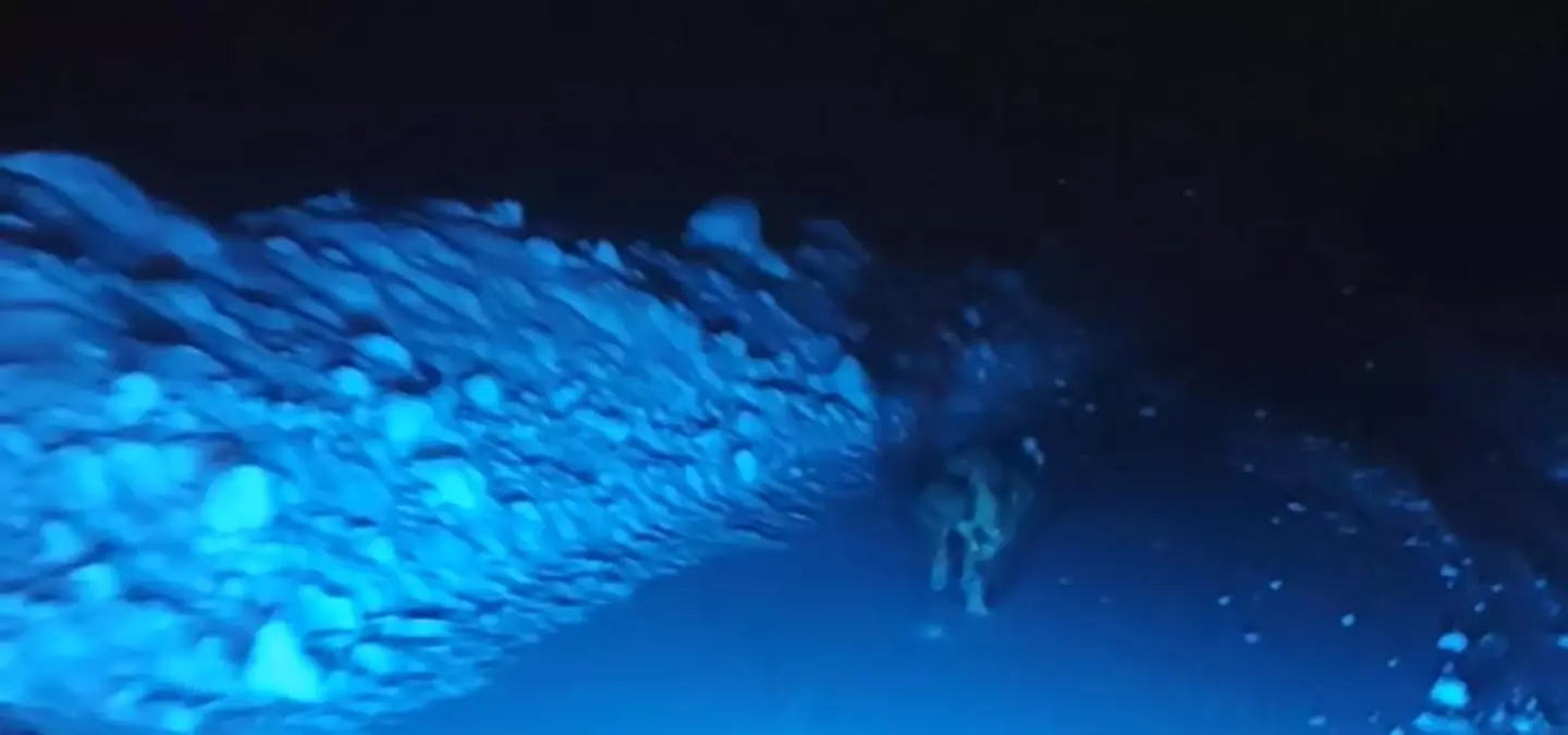 Muş’ta Arkadaş Grubu Kurt Saldırısından Kaçarken Panik Yaşadı