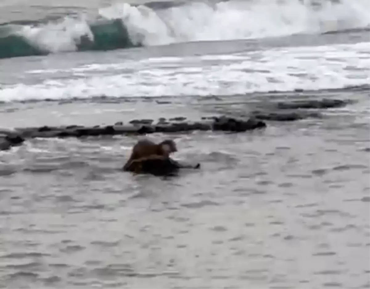 Tekirdağ’ın Süleymanpaşa Sahilinde Nesli Tehlikede Olan Su Samuru Görüntülendi