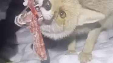 Adıyaman’da Kar Yağışı Sonrası Tilkiye El Uzatan Mahmut Avcı