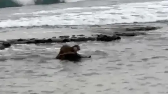 Su samuru balık yakalarken