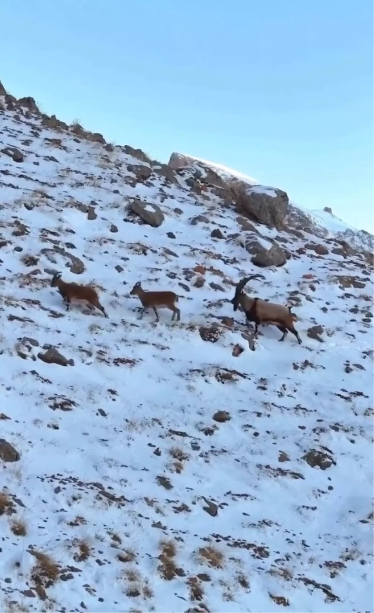 Aladağlar’ın Karla Kaplı Zirvelerinde Yaban Keçileri Dronla Keşfedildi