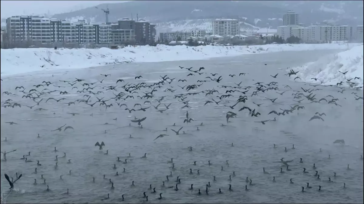 Sivas'ta Karabatak Göçü: Binlerce Kuş Kızılırmak'ı Doldurdu