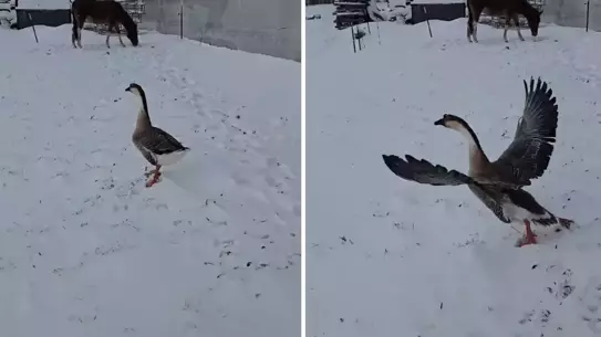 Kaz, Bahçeden Uçtu! 3.500 TL'lik Alışveriş Şaşırtıcı Bir Göçle Sonuçlandı