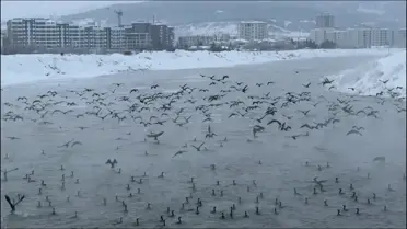 Sivas'ta Karabatak Göçü: Binlerce Kuş Kızılırmak'ı Doldurdu