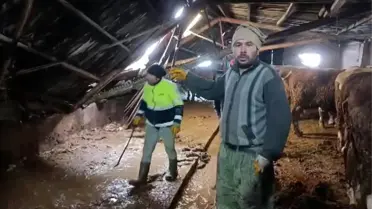 Sivas Altınyayla’da Kar Ağırlığı Ahırı Yıktı, İnekler Komşular Tarafından Kurtarıldı