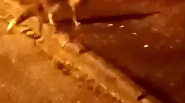 Elmadağ’da Açlıkla Mücadele Eden Tilkiler Şehir Merkezine Akın Etti