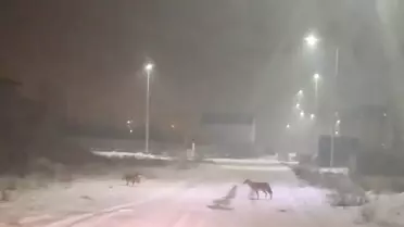 Iğdır’da Şiddetli Kar, Kurtları Yerleşim Bölgelerine Sürükledi