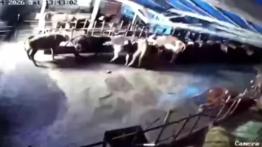 Sivas Altınyayla’da Şiddetli Kar, Ahırı Çökertti: Birkaç Hayvan Hayati Tehlikede