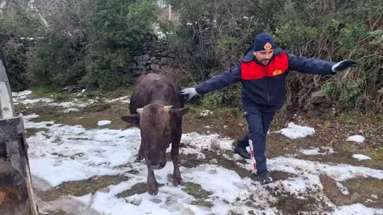 Niksar’da İtfaiye Ekibi Su Kuyusuna Düşen İneği Kurtardı