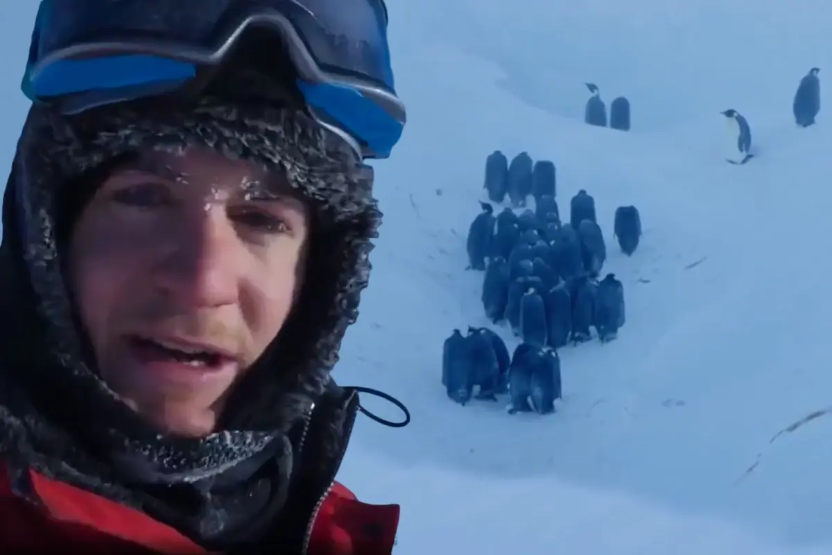 BBC ekibi penguenleri kurtarıyor